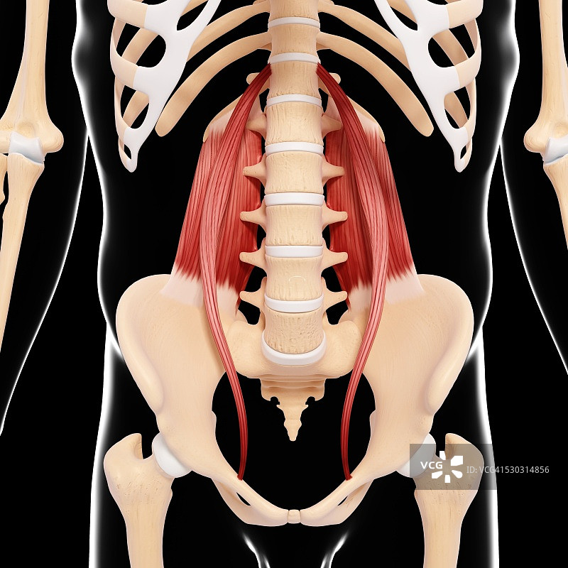人类肌肉组织，电脑艺术品。图片素材