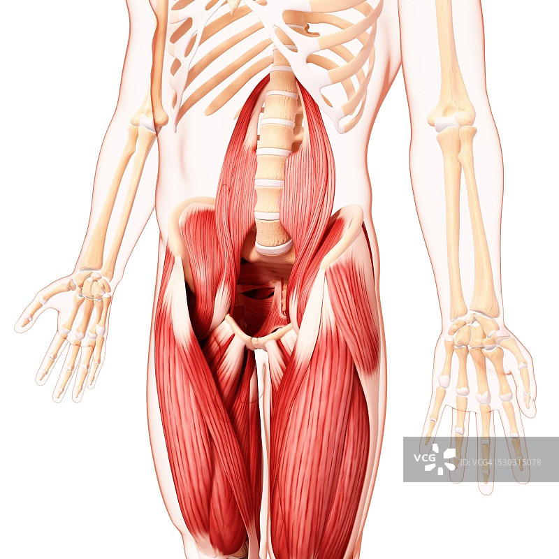 人类肌肉组织，电脑艺术品。图片素材