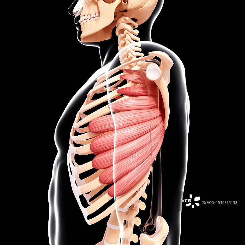 人类肌肉组织，电脑艺术品。图片素材