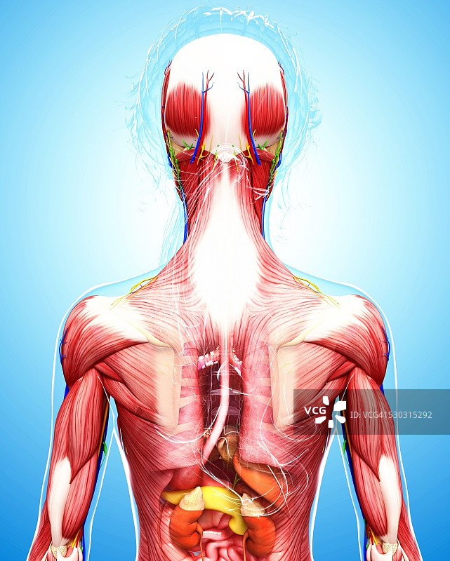 人体解剖计算机艺术作品图片素材