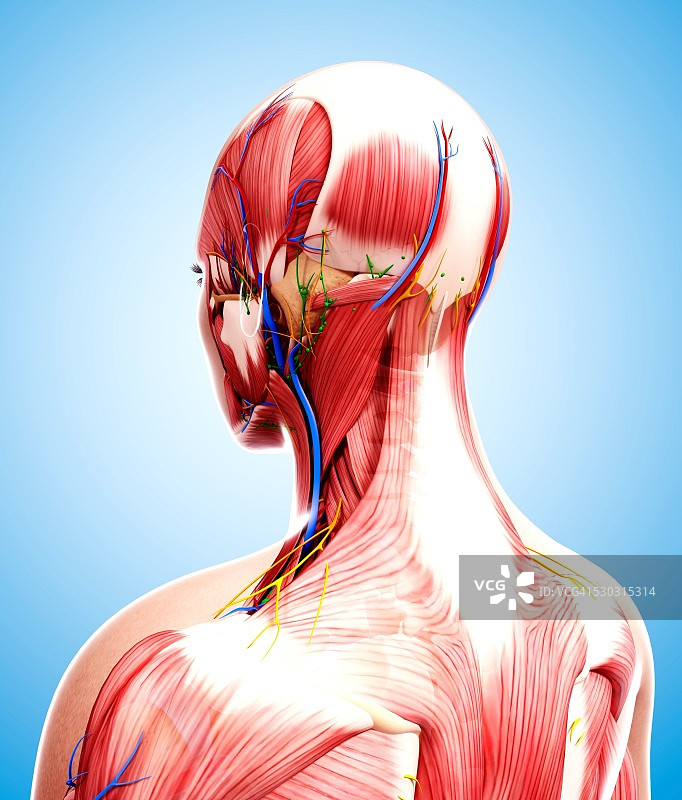 人体解剖计算机艺术作品图片素材