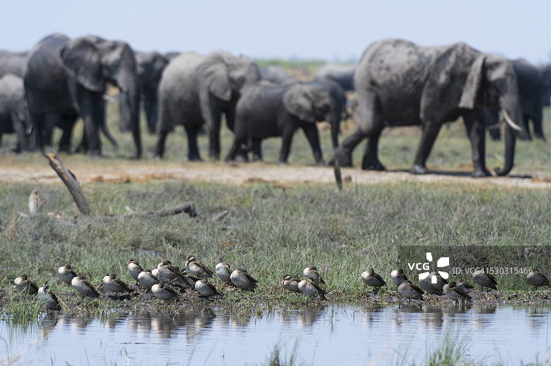 非洲博茨瓦纳乔贝国家公园，萨武蒂沼泽的红嘴鸭（Anas erythrorhyncha）图片素材