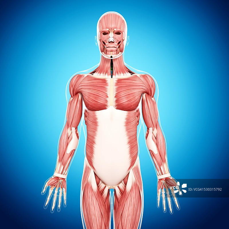 男性肌肉组织电脑艺术图图片素材