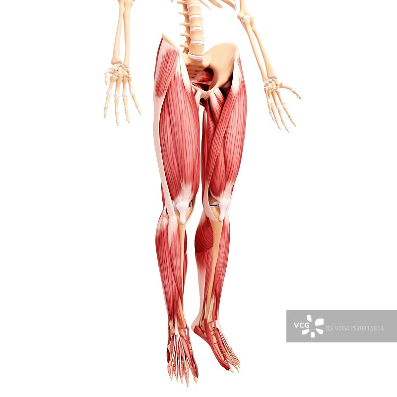 人类腿部肌肉组织，电脑艺术品。图片素材
