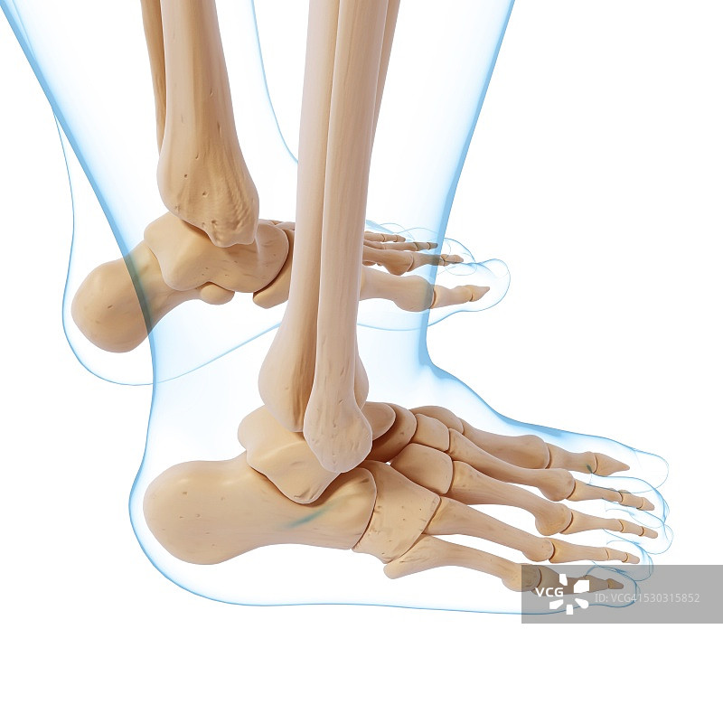 人类足部骨骼电脑图图片素材