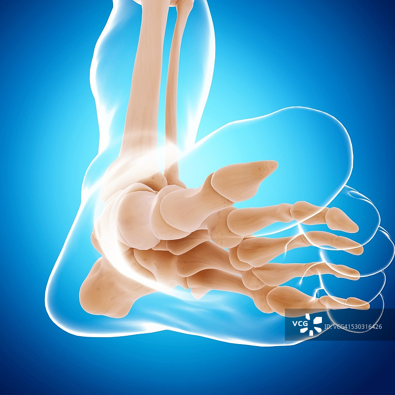 人类足部骨骼电脑图图片素材
