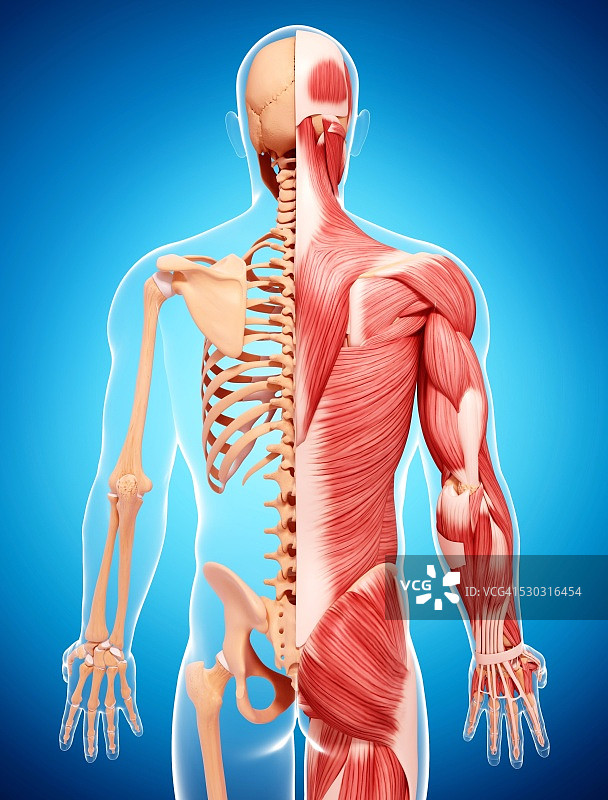 人类肌肉组织，电脑艺术品。图片素材
