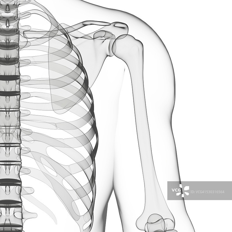 人体骨骼，电脑艺术品。图片素材
