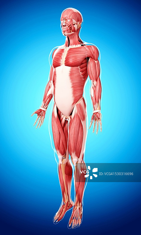 人类肌肉组织，电脑艺术品。图片素材