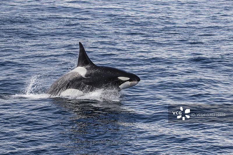 南极洲，格拉赫海峡，A型成年雄性虎鲸跃出水面图片素材