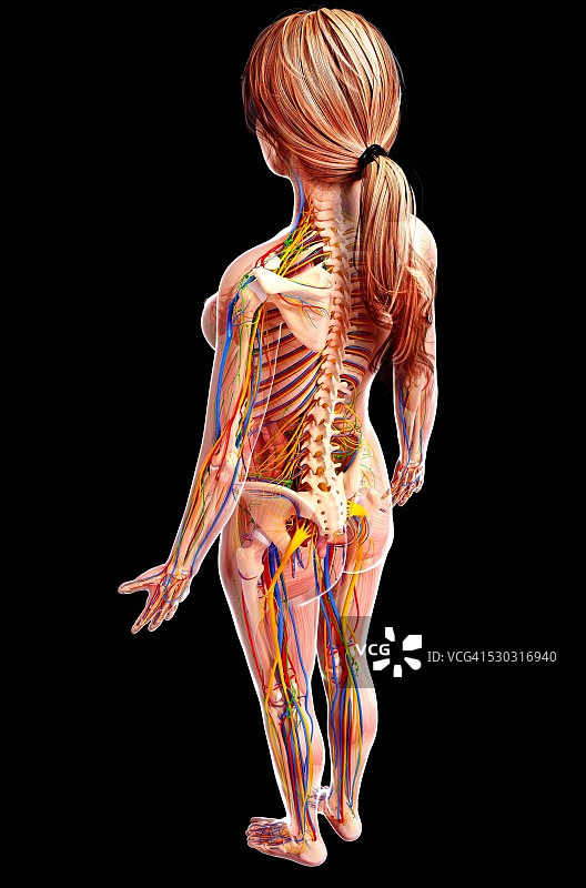 女性解剖学，电脑艺术作品。图片素材