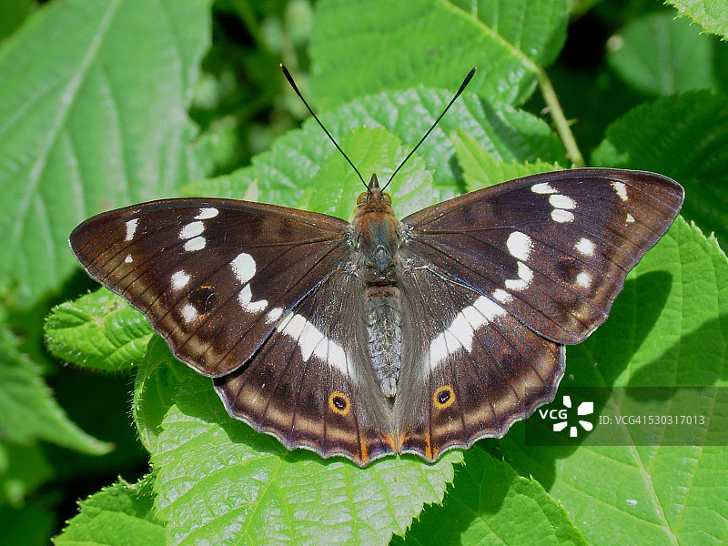 紫蛱蝶图片素材