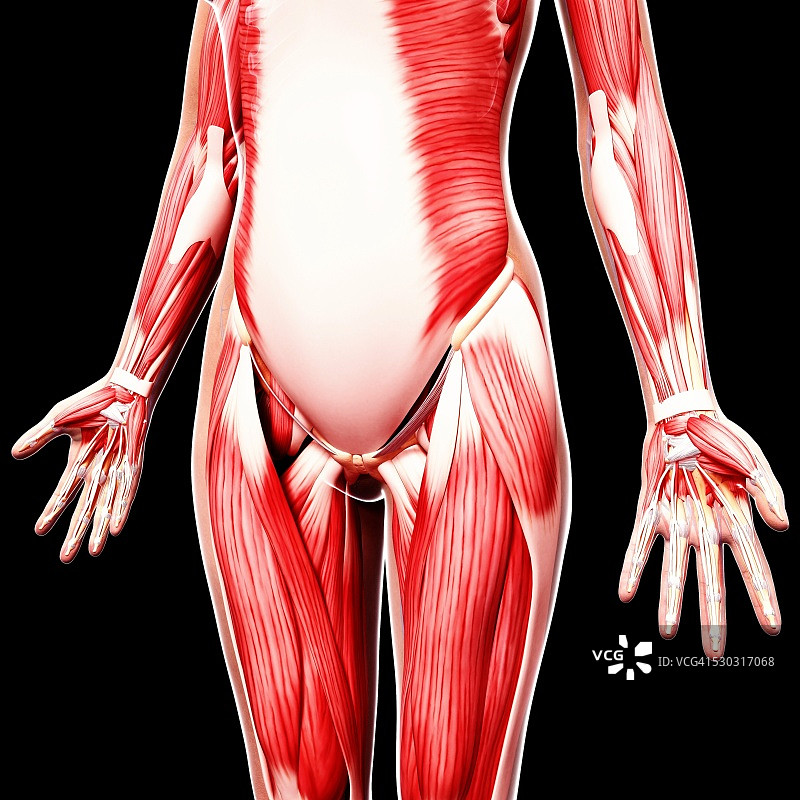 人类肌肉组织，电脑艺术品。图片素材