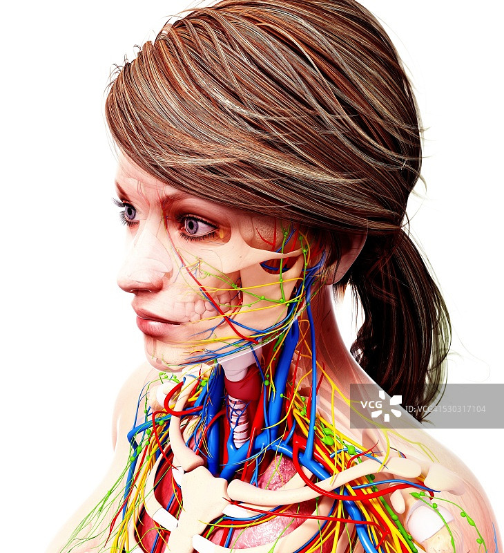 女性解剖学，电脑艺术作品。图片素材