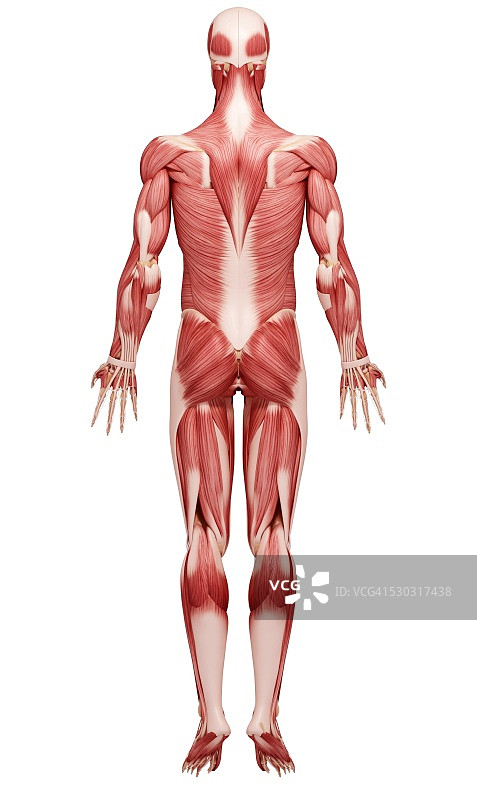 人类肌肉组织，电脑艺术品。图片素材