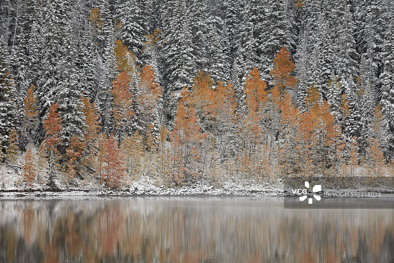 美国科罗拉多州大梅萨国家森林的秋日橙色白杨树图片素材