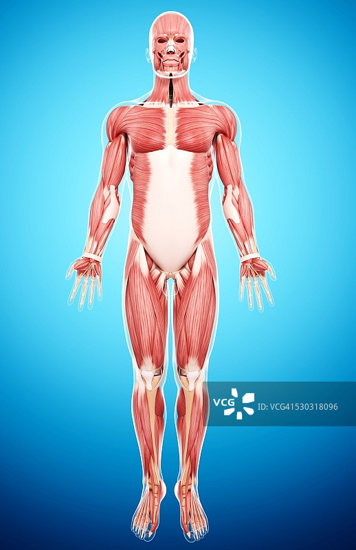 人类肌肉组织，电脑艺术品。图片素材