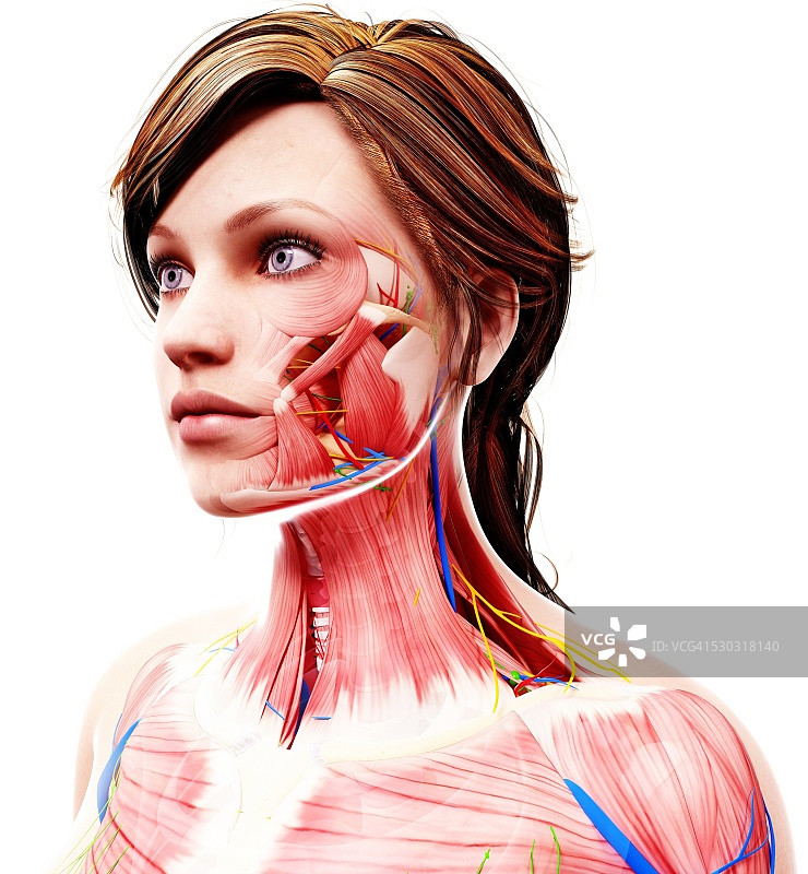 女性解剖学，电脑艺术作品。图片素材