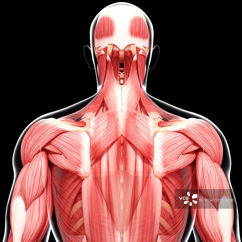 人类肌肉组织，电脑艺术品。图片素材