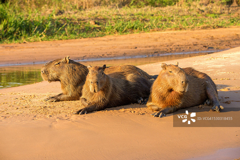 在巴西潘塔纳尔湿地的三只水豚图片素材