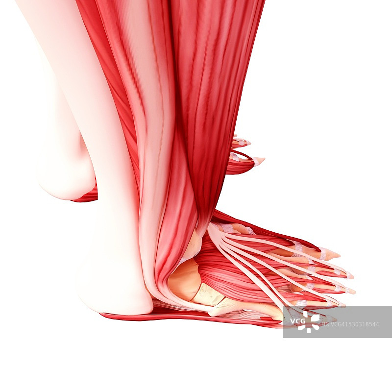 人类足部肌肉组织，电脑艺术作品图片素材