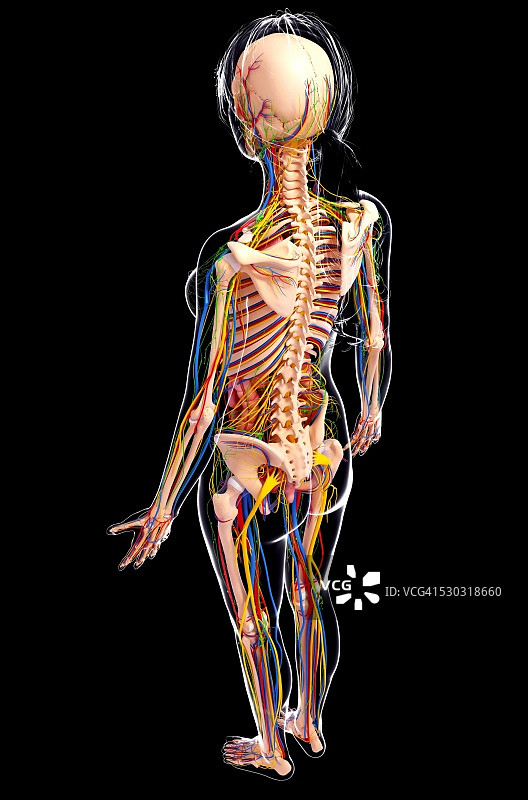 女性解剖学，电脑艺术作品。图片素材