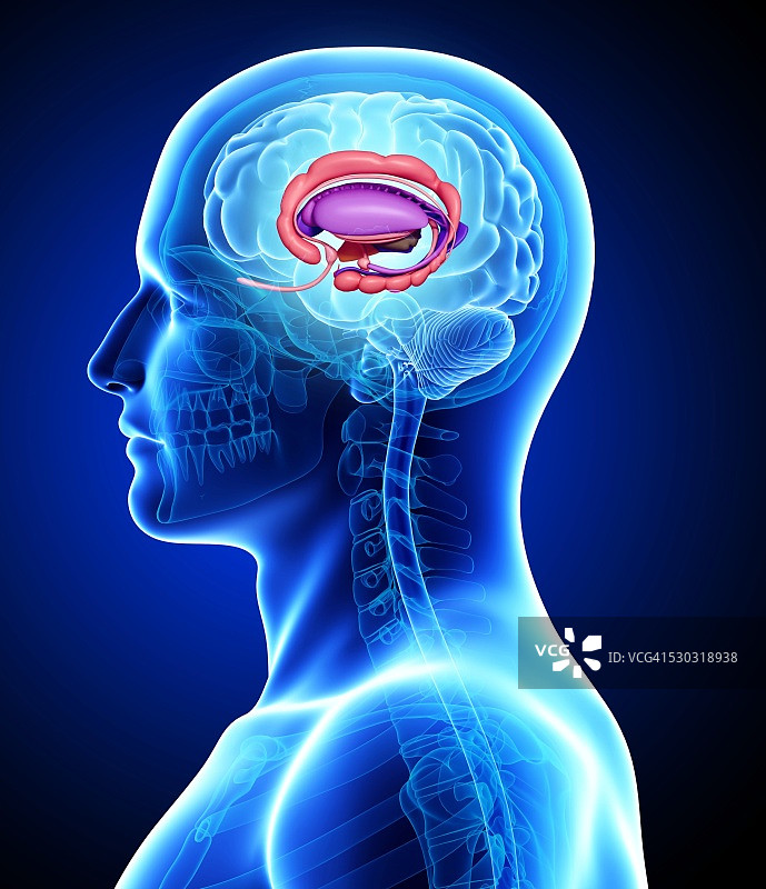 男性大脑计算机图图片素材