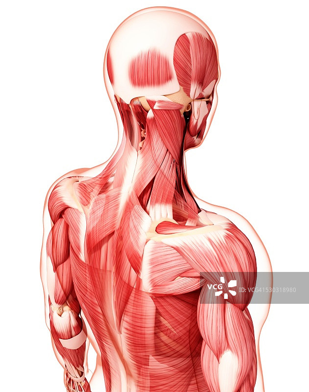 人类肌肉组织，电脑艺术品。图片素材