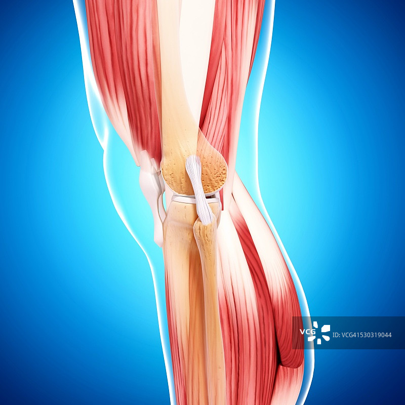 人类腿部肌肉组织，电脑艺术品。图片素材