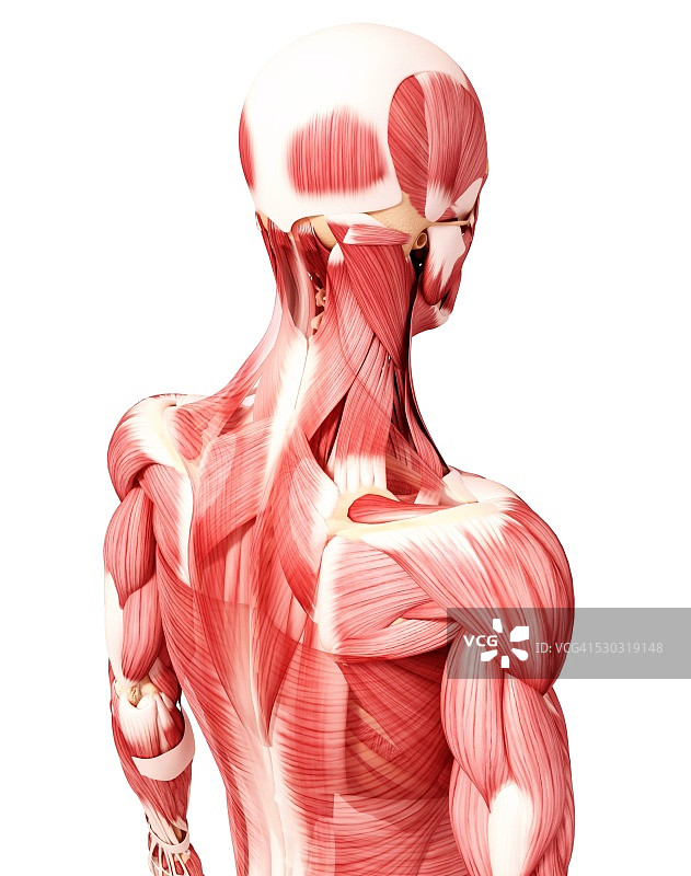 人类肌肉组织，电脑艺术品。图片素材