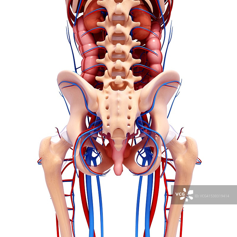 人体解剖计算机艺术作品图片素材