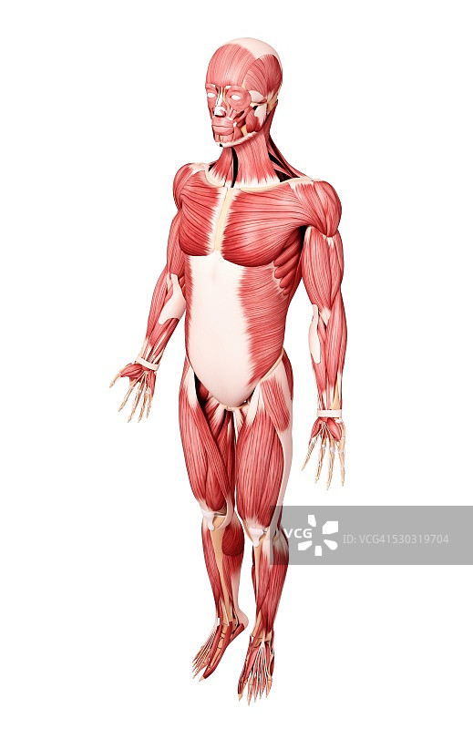 人类肌肉组织，电脑艺术品。图片素材