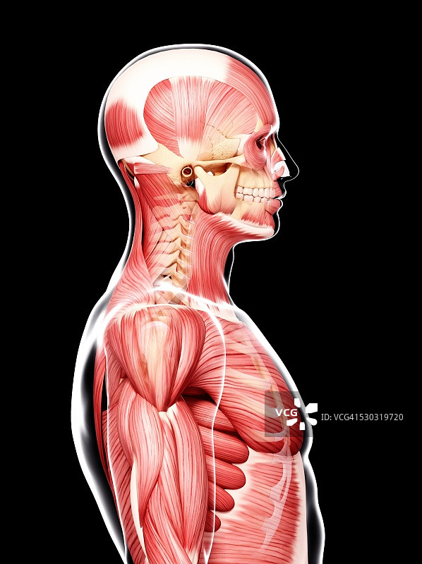 人类肌肉组织，电脑艺术品。图片素材