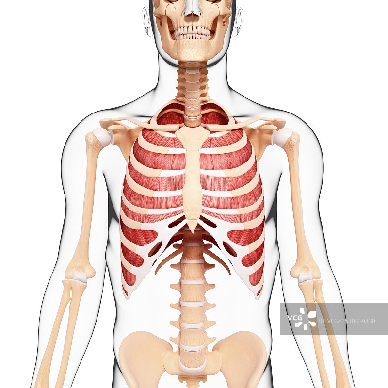 人类肌肉组织，电脑艺术品。图片素材