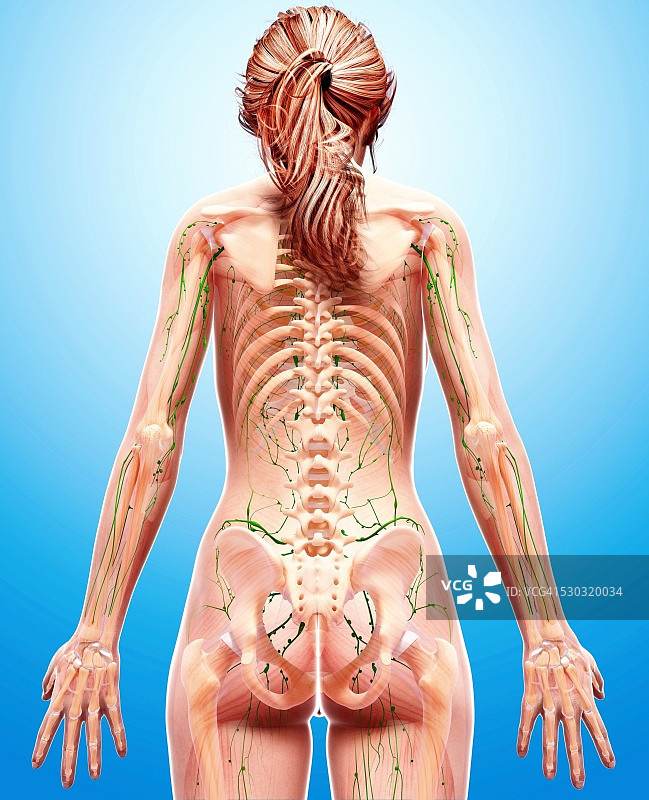 女性淋巴系统电脑图图片素材