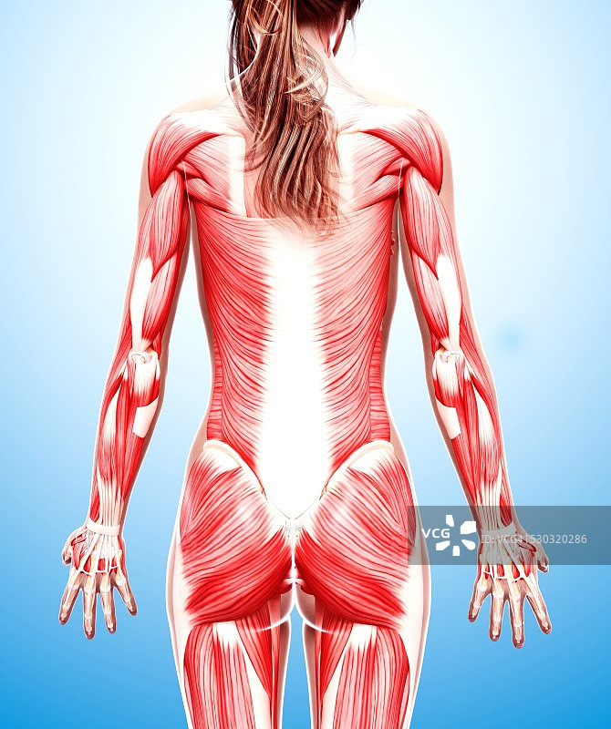 女性肌肉组织（电脑艺术作品）图片素材