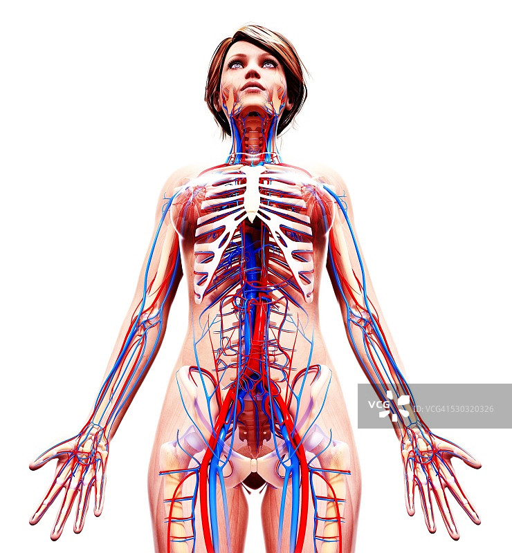 女性心血管系统电脑图图片素材