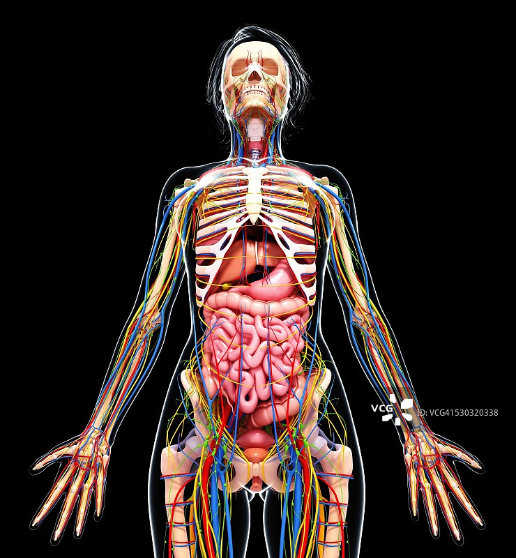 女性解剖学，电脑艺术作品。图片素材
