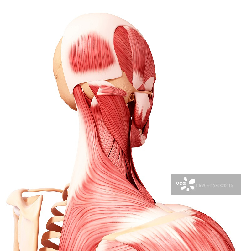 人脑肌肉组织电脑艺术图图片素材