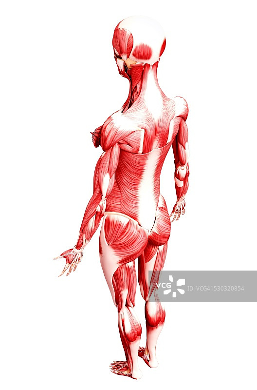 女性肌肉组织（电脑艺术作品）图片素材