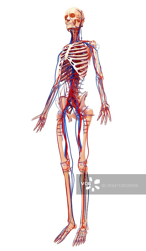人类心血管系统，电脑艺术作品图片素材