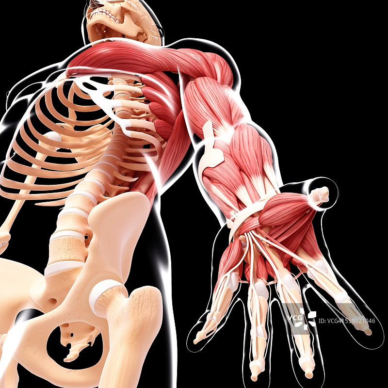 人手臂肌肉组织电脑图图片素材