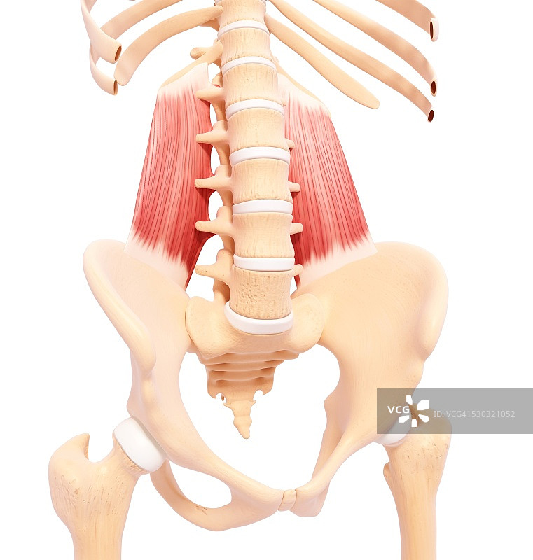 人类肌肉组织，电脑艺术品。图片素材