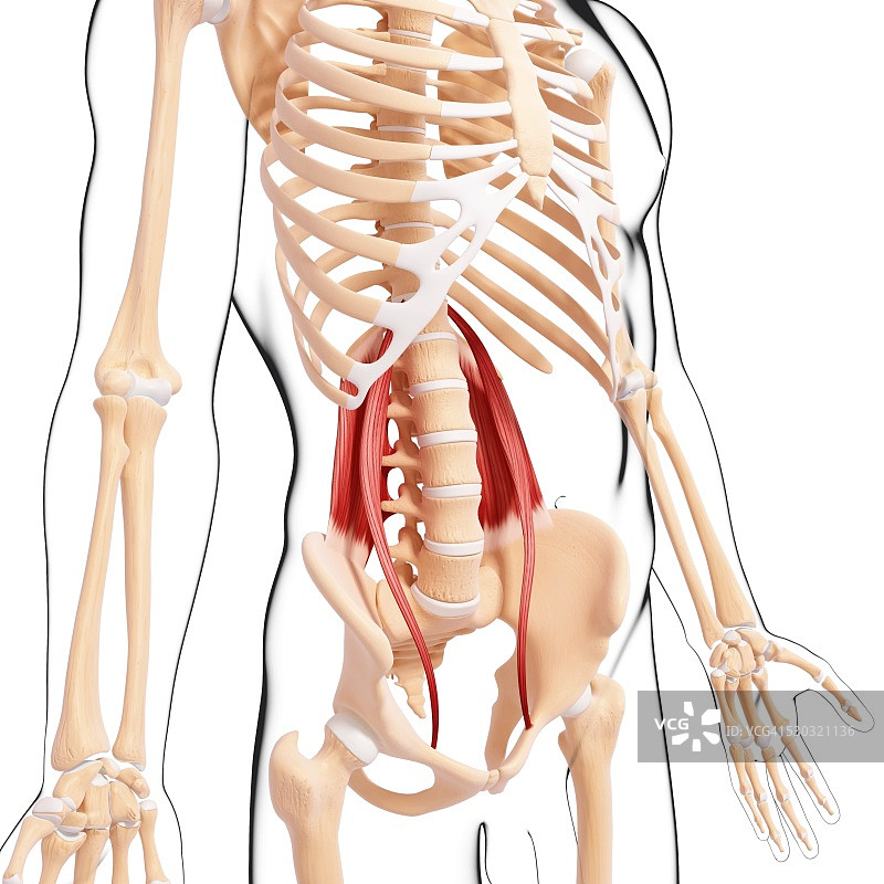 人类肌肉组织，电脑艺术品。图片素材