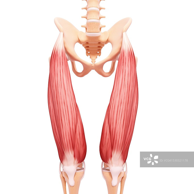 人类腿部肌肉组织，电脑艺术品。图片素材
