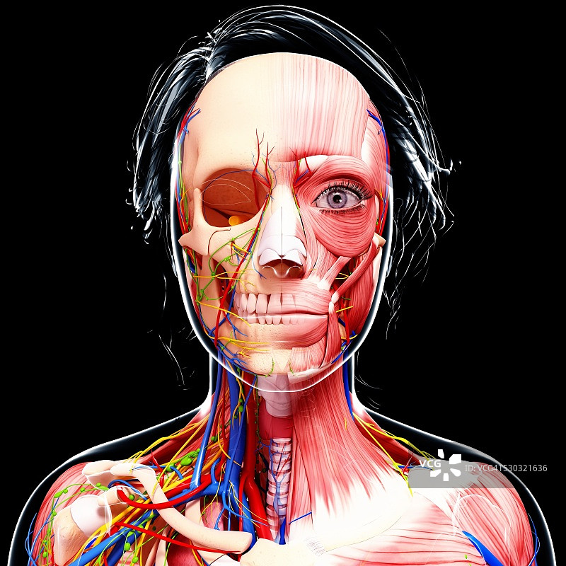 女性解剖学，电脑艺术作品。图片素材