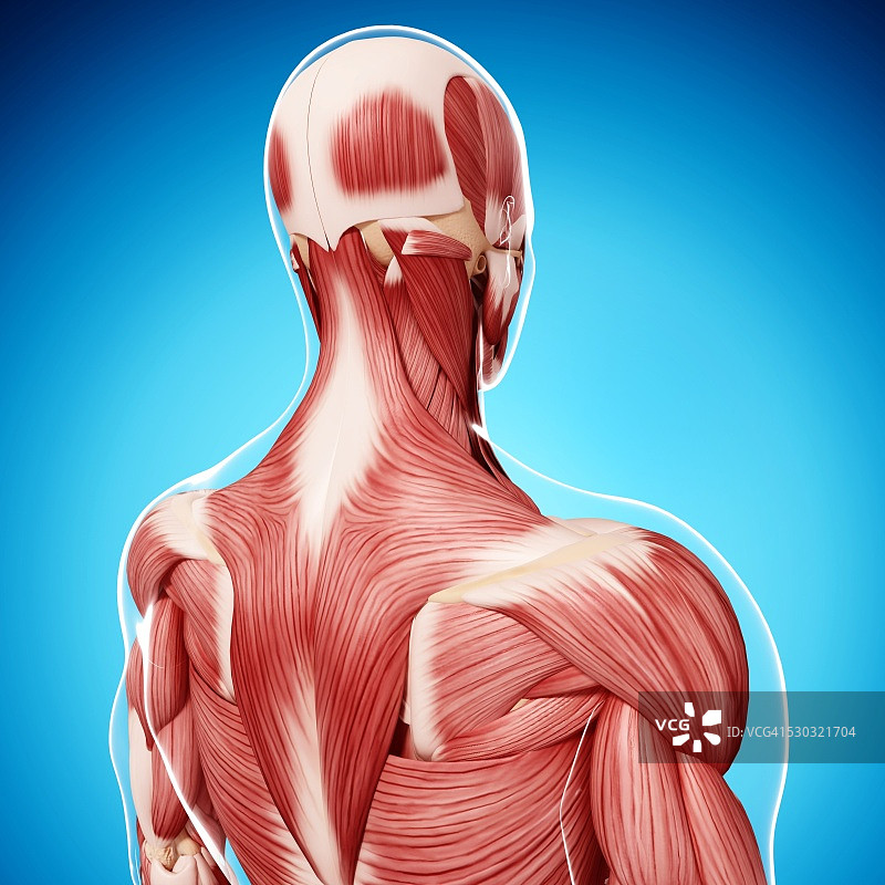 人类肌肉组织，电脑艺术品。图片素材