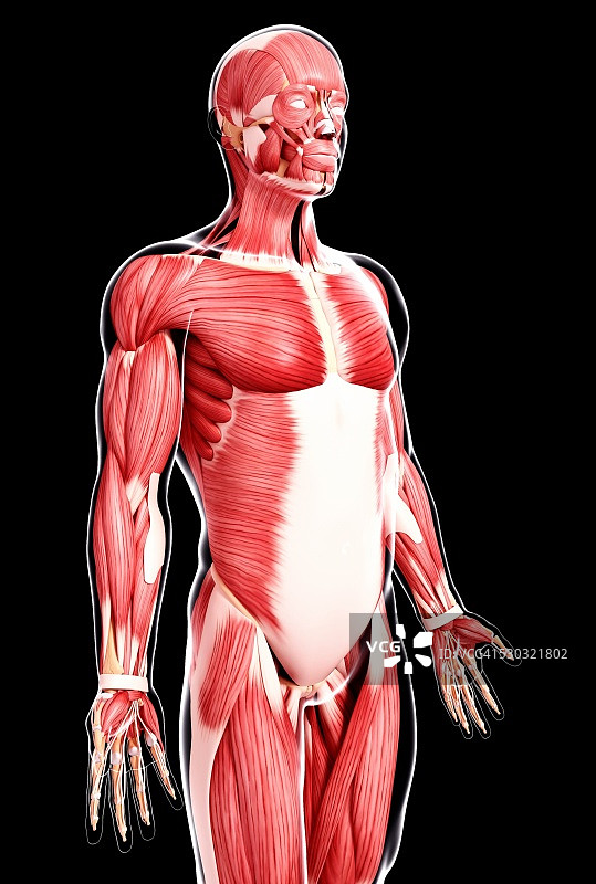 人类肌肉组织，电脑艺术品。图片素材