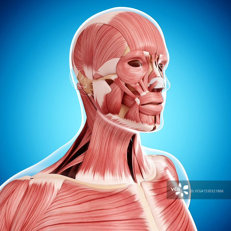 人脑肌肉组织电脑艺术图图片素材