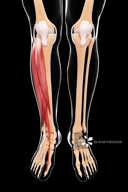 人类腿部肌肉组织，电脑艺术品。图片素材